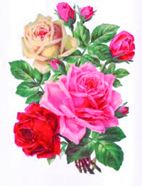 Victorian Era Roses