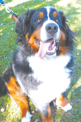 Boomer, a Bernese Mountain Dog, poses for the camera. He was very proud of his performance at the dog contest, where he obeyed all his commands.