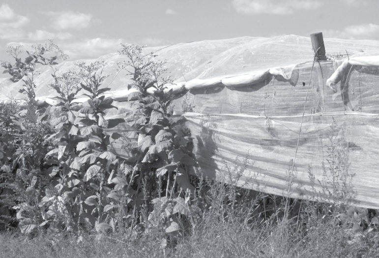 Late in the season, these shade tobacco plants on Warnertown Road escaped from their netting cover and were passed by during picking. Seen high at the left are the blossoms of some plants that escaped by tearing through the cloth.