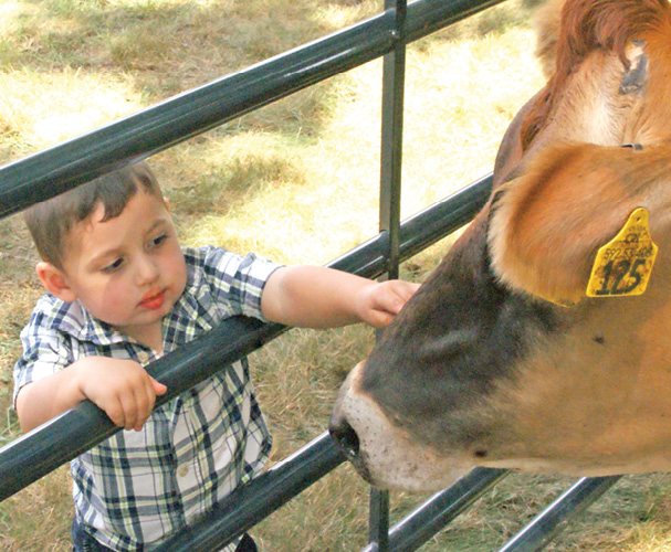 Farm Fest 2 Boy and cow