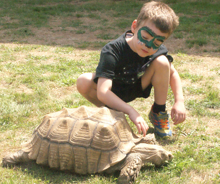 Young Cy Carleton, going on 5, explores the shell spurs of “Sid,” an African Spurside Tortoise. Sid was grazing on the Hilltop lawn near the exhibit of Adam Harris’s Amphibians and Reptiles, from Harris in Wonderland, of Avon.
