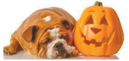 Trick or Treat for Pets