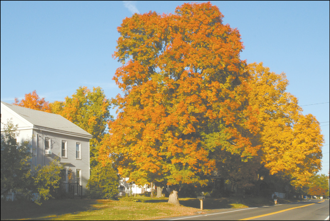 Autumn Beauty