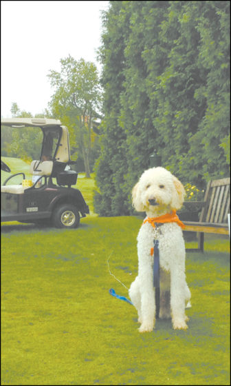 Mascot Cooper is being good as he waits patiently for the golfers to come.