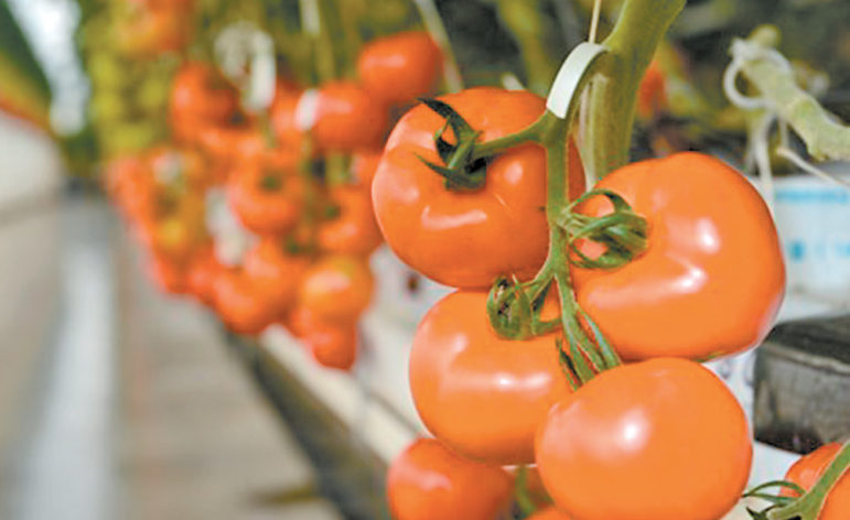 These tomatoes in one of Four Season Farm’s Wallingford greenhouses are hanging on a tall rack, ripening hydroponically.
