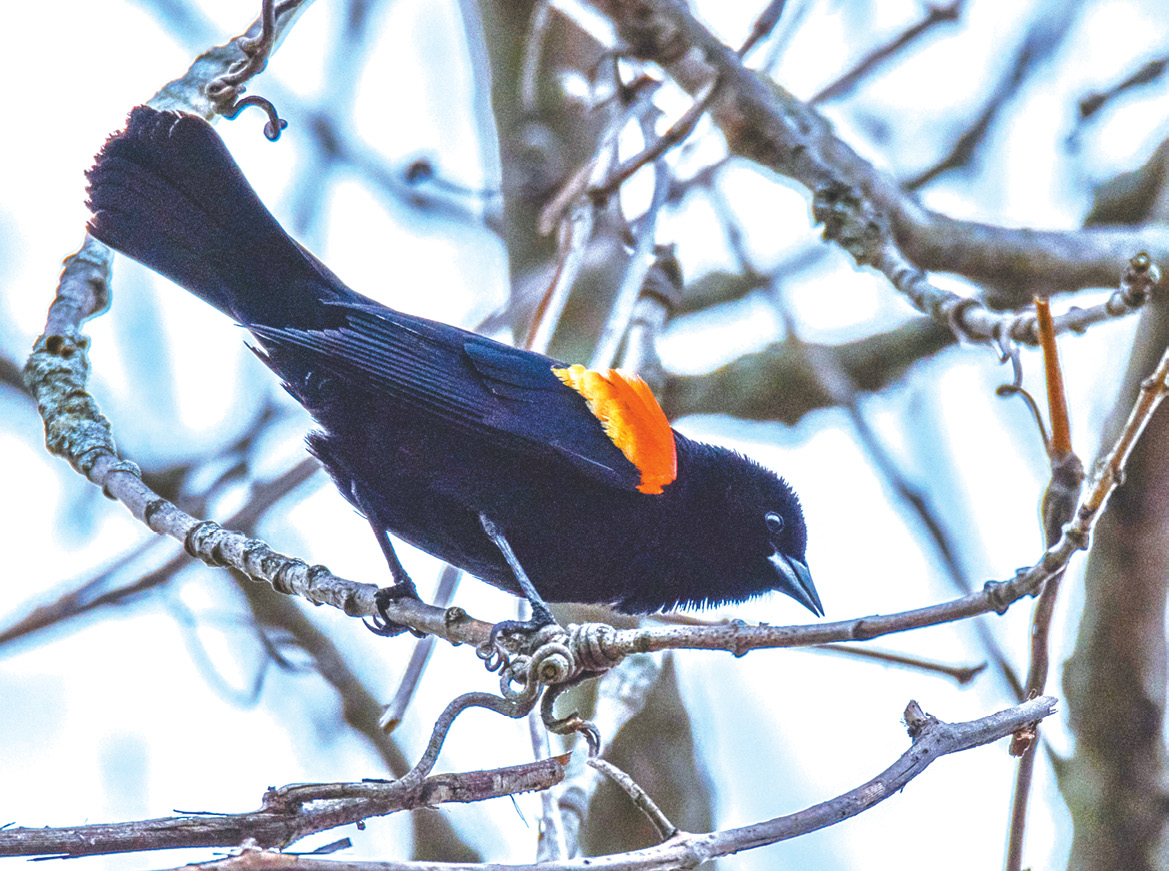 This male red winged blackbird was photographed at Hilltop Farm. The red-winged blackbirds are among the first to fly north in the spring, and they have already started to arrive! They have lots of calls and clicking sounds. Many people associate their calls with the sounds of summer.