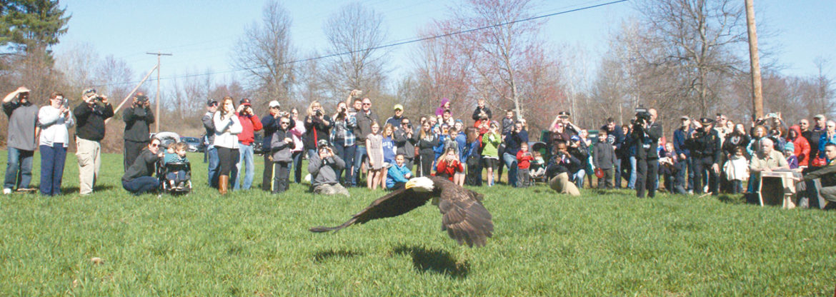 Released from the open box at the right, a bald eagle flies off after her wounds healed. The large crowd that watched on April 14 at Canal Road had been alerted by SPD announcements and social media.