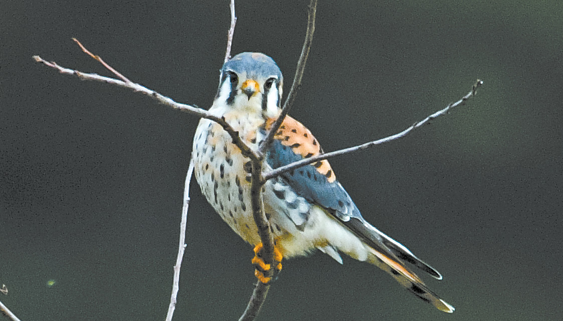 This small raptor was pictured in Suffield. A member of the falcon family, the kestrel feeds on grasshoppers and other small prey, circling above and dropping down for the capture.