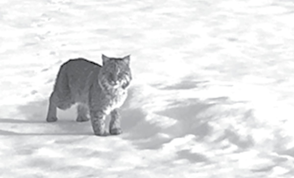 This bobcat was pictured in February in the photographer’s backyard off Thompsonville Road. It is always hunting for rodents around the shed.