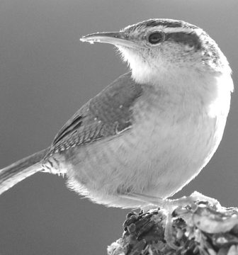 A Carolina Wren, distinguished from the House Wren by its distinct eyebrow stripe.