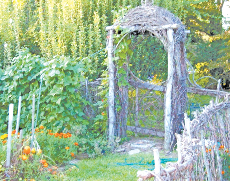 More an empty rustic shrine than a garden pergola, this imaginative structure is becoming a trellis for morning glory.