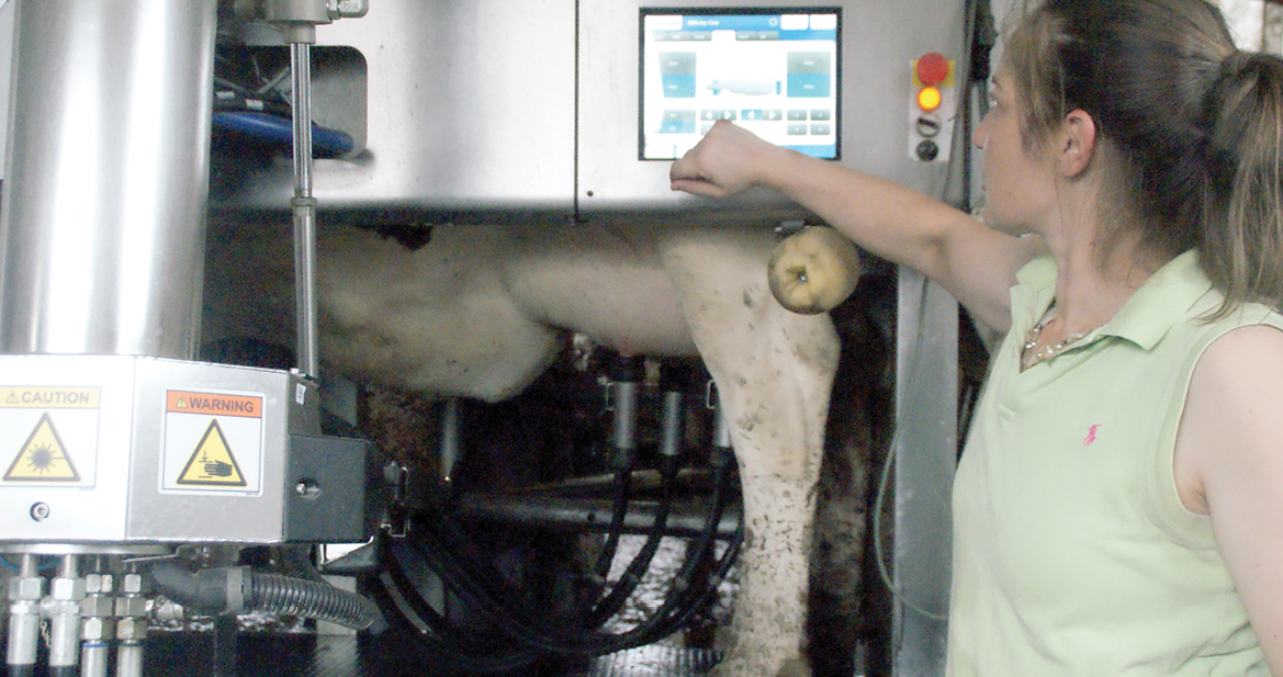 Megan Hastings, a true milkmaid, points to the data panel of the Delaval robotic milking system that the Hastings farm on Hill Street put to work last year. Handling one very cooperative cow at a time, a robot arm reaches out to wash each teat, attach the cups, and keep all the business records for each cow.  This happy Holstein is #63, whose sagging belly still testifies to her recent calfbirth.
