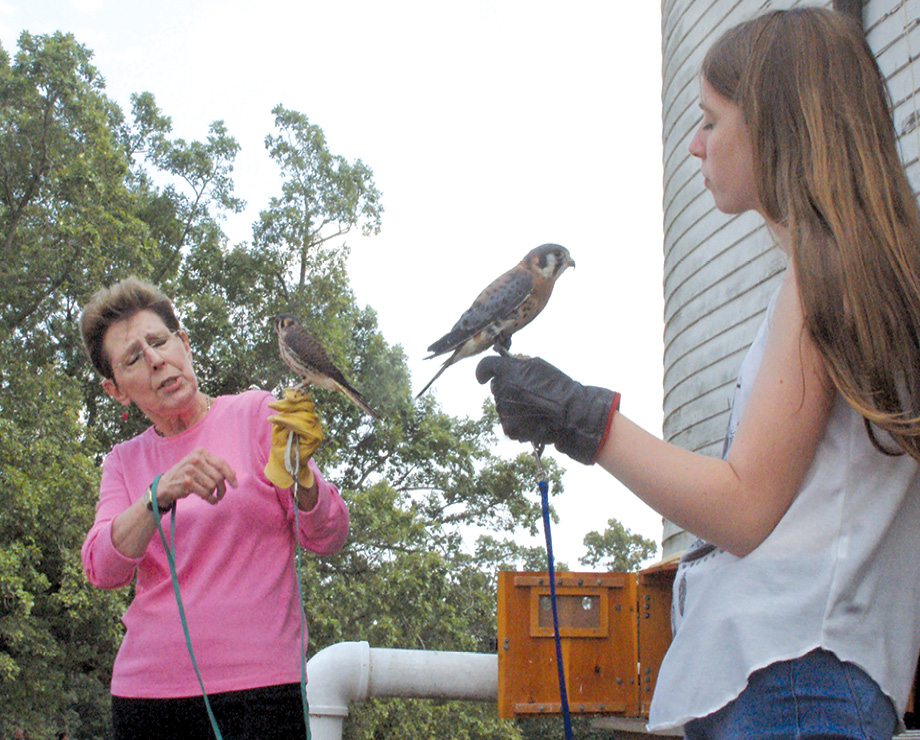 Julia Collier and her assistant Willow show a pair of American Kestrals to a “full house” audience during their “Birds of Prey” demonstration by the door of Hilltop Farm’s giant barn.