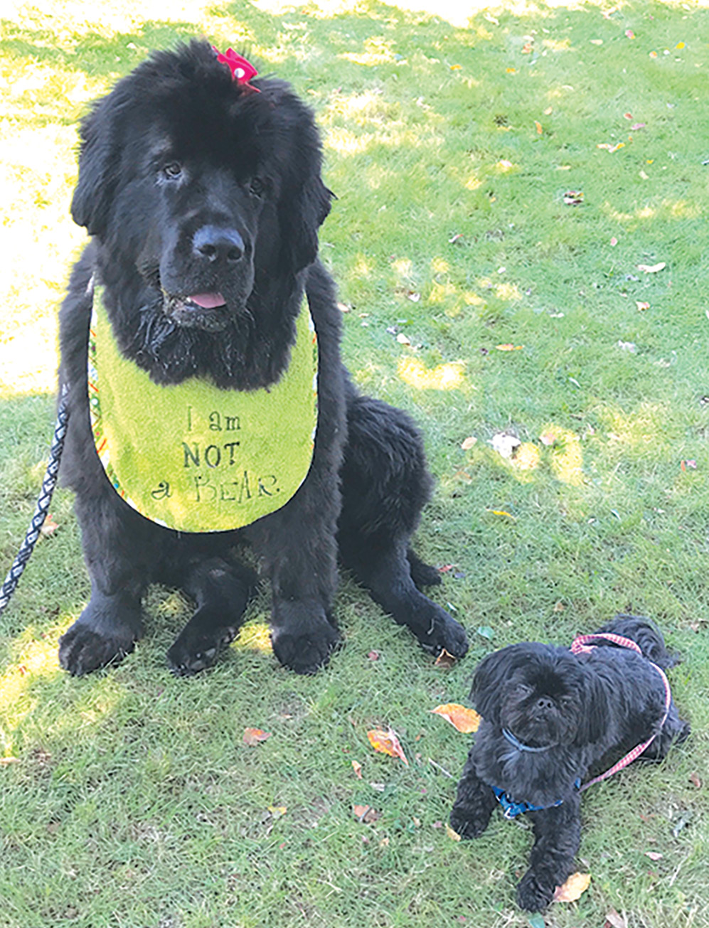 “Minnie” is the large Newfoundland, who won”Best in Show,” with a bib that says”I am Not a Bear” standing with a three-year-old Toy Shih Tzu, Chloe, who won “Most Athletic.”