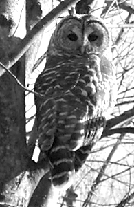 A barred owl surveys his winter landscape.