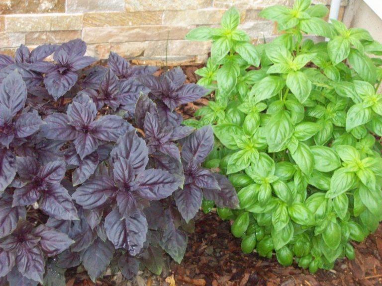Basil, King of Herbs The Suffield Observer