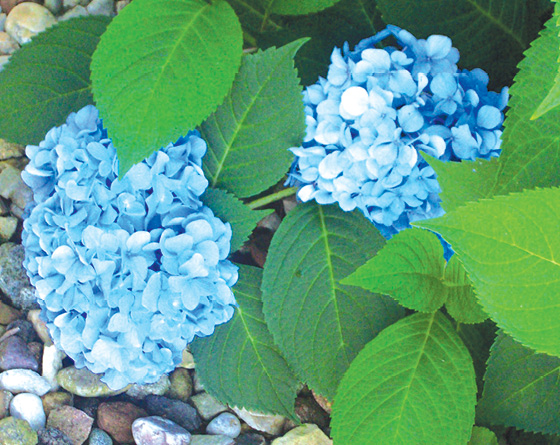 Are Hydrangeas Poisonous to Cats and Dogs? The Suffield Observer