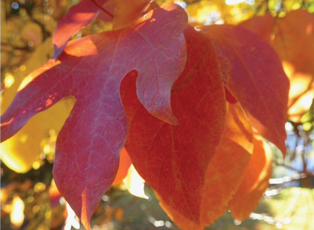 Suffield ct christmas tree farms