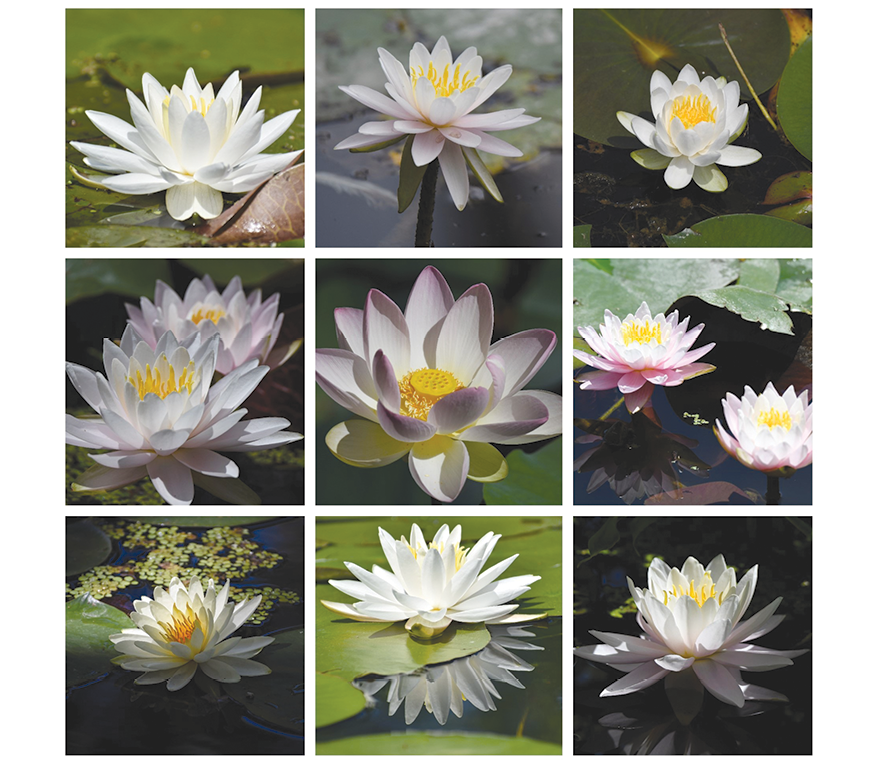 Behold the Water Lilies of Summer The Suffield Observer