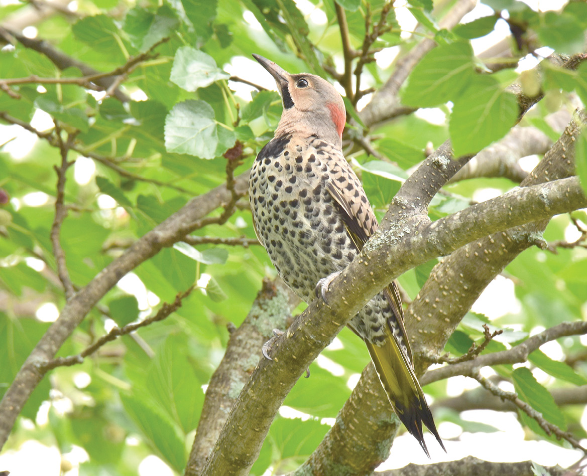 What Do Woodpeckers Have to Do with Miniskirts? The Suffield Observer